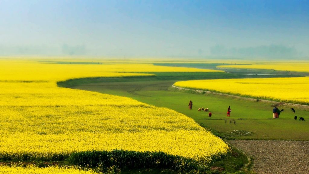 beautiful scenery in the country of bangladesh